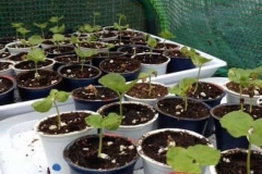 5-pot-fleur-capsule-cafe-recyclee