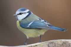 La-mesange-bleue