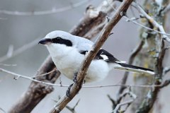 La pie grièche