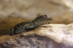 39-bebes-animaux-parmi-les-plus-craquants-du-monde-qui-vous-feront-fondre-de-tendresse-615x410