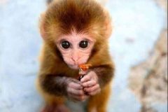 bebe-singe-410x410