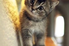 chaton-3-294x410