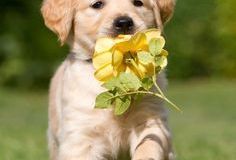 chiot-3