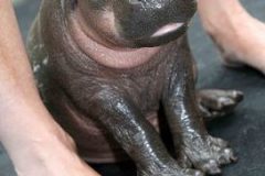 des-news-du-bebe-hipopo_-273x410