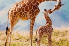 girafon-410x410