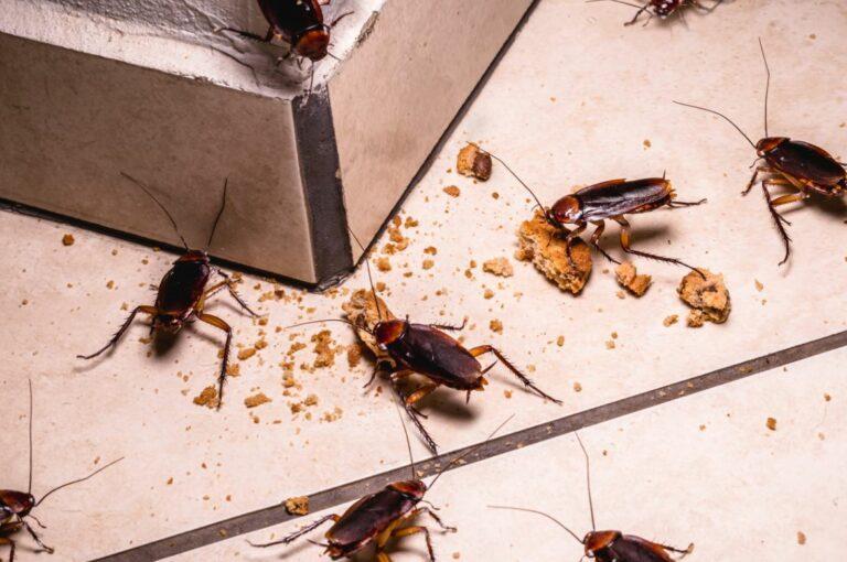 Comment se débarrasser définitivement des cafards dans la maison — free download