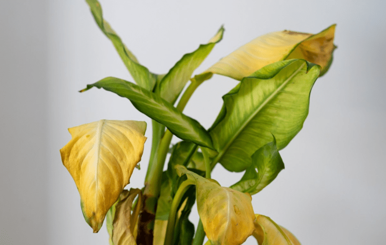 Les feuilles de ma plante jaunissent : que faire