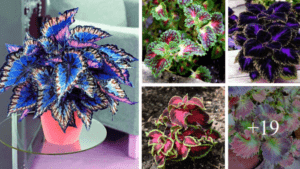 Comment cultiver facilement des coleous colorés à la maison