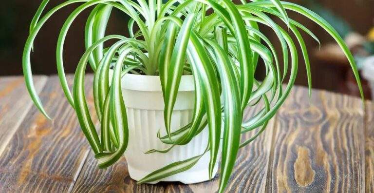 Comment planter et cultiver un chlorophytum