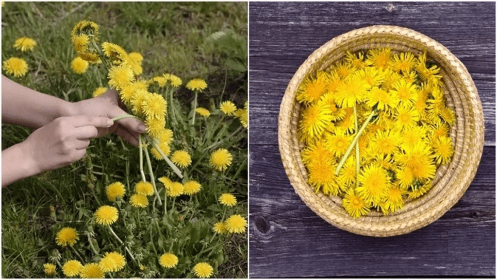 Pourquoi mon citronnier ne fait pas de citrons ? Voici les raisons et comment faire pour