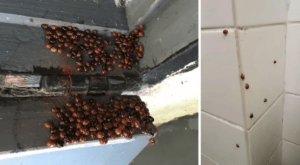 coccinelles