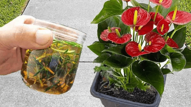 le thé vert comme fertilisant