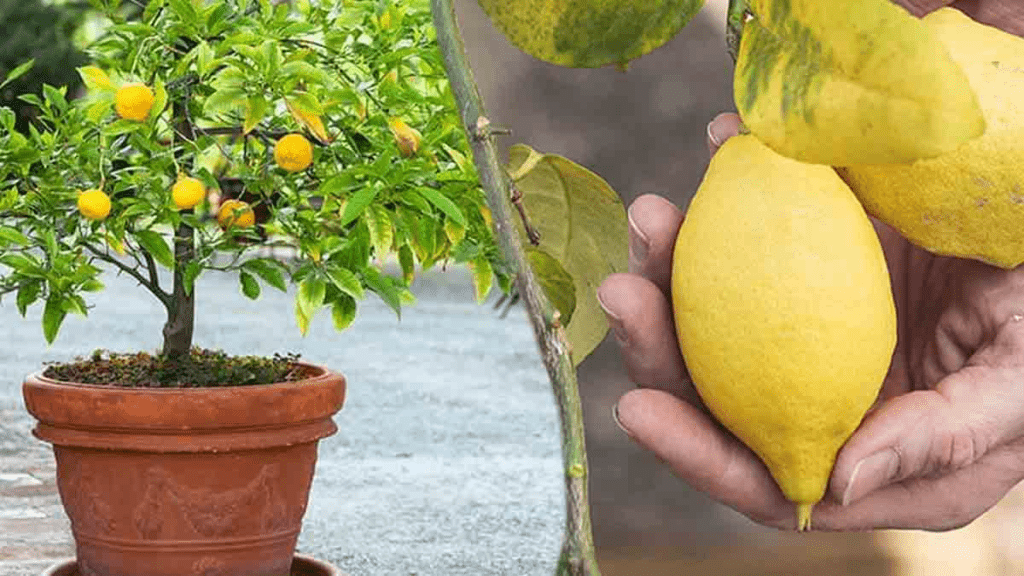 Pourquoi mon citronnier ne fait pas de citrons ? Voici les raisons et comment faire pour