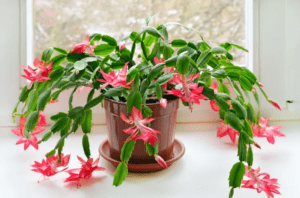 Prenez soin de Schlumbergera