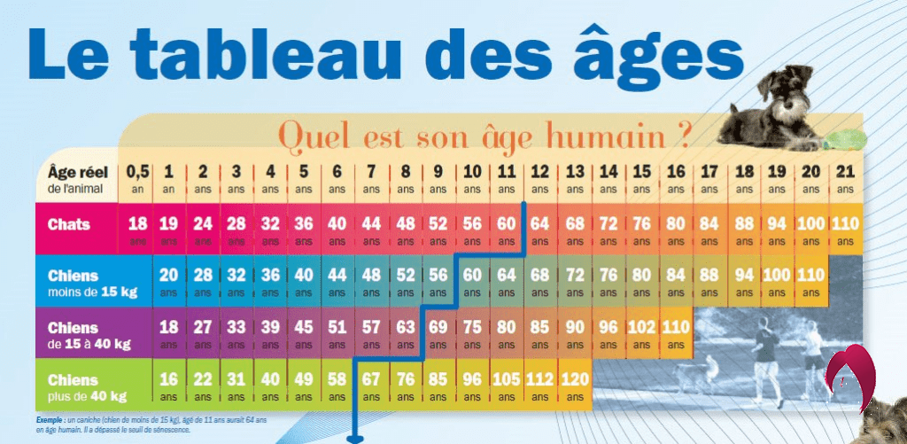 Comment Calculer L ge Humain De Mon Chien AJYXSP
