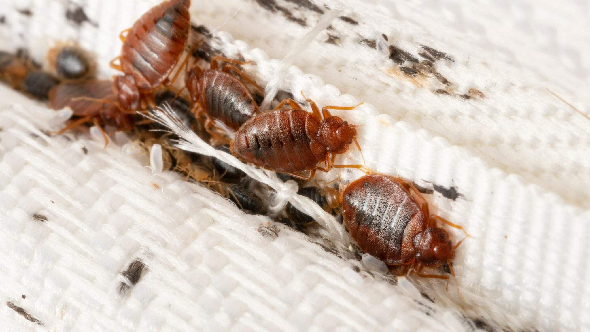 Méthode Préventive contre les Punaises de Lit et les Parasites Semblables