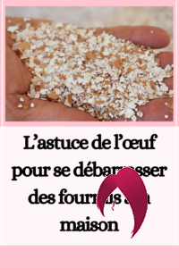 L’astuce de l’œuf pour se débarrasser des fourmis à la maison