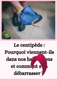 Le centipède : Pourquoi viennent-ils dans nos habitations et comment s'en débarrasser ? 