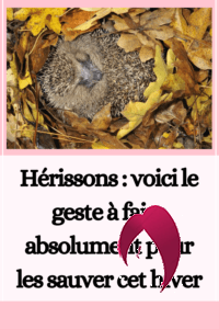 Hérissons