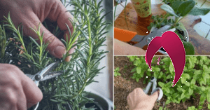 plantes qui poussent à partir de boutures