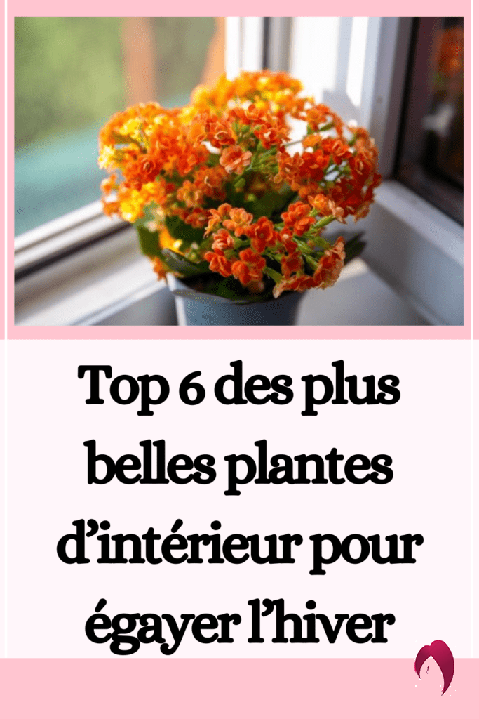 Top 6 des plus belles plantes d’intérieur pour égayer l’hiver