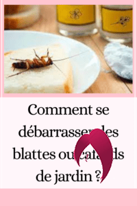 Comment se débarrasser des blattes ou cafards de jardin ?