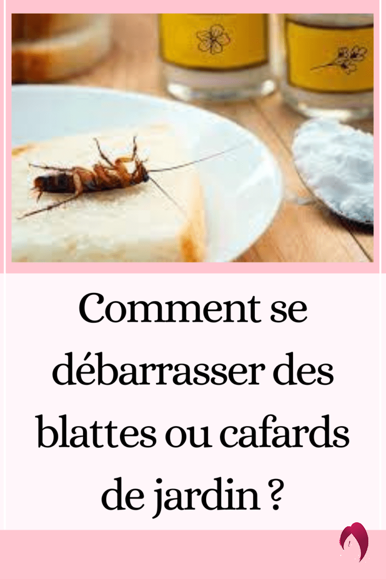 Comment se débarrasser des blattes ou cafards de jardin — free download