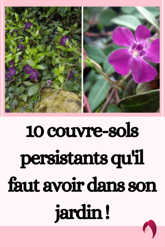 10 couvre-sols persistants qu'il faut avoir dans son jardin !
