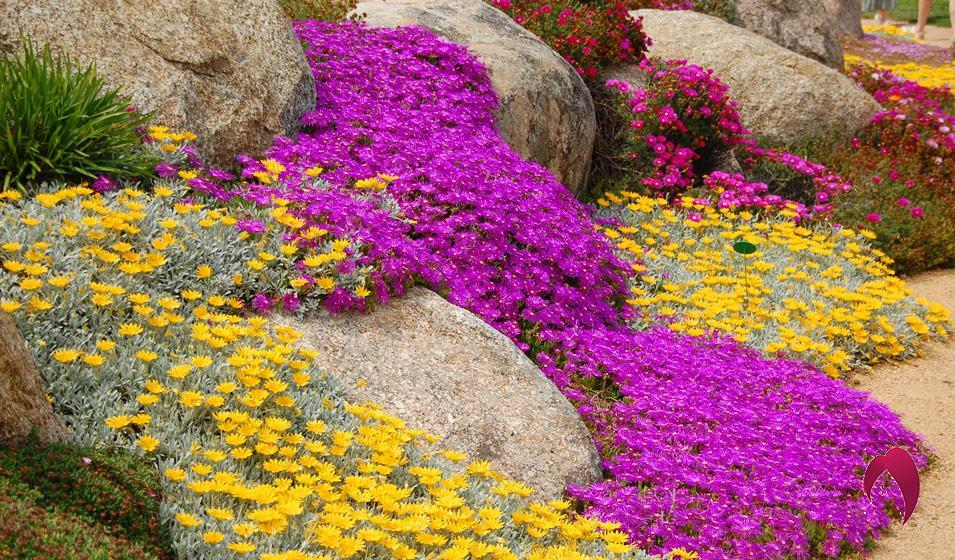 10 couvre-sols persistants qu'il faut avoir dans son jardin !