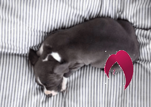 Un lit pour son animal domestique