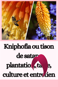 Kniphofia ou tison de satan