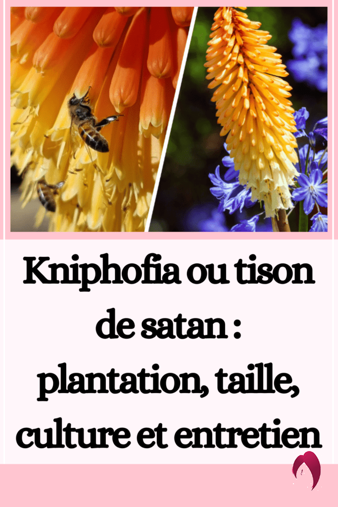 Kniphofia ou tison de satan