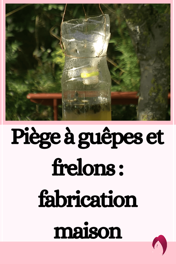 Piège à guêpes et frelons