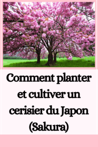 Sakura