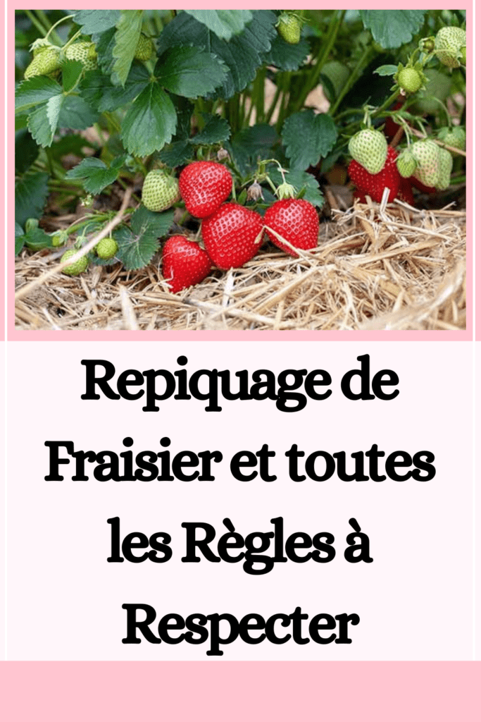 Repiquer vos Fraisiers