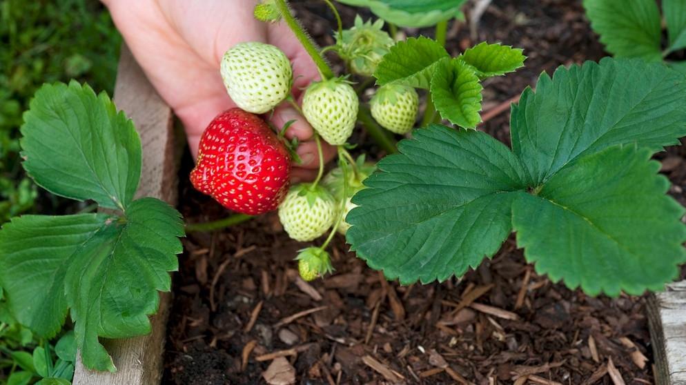 Repiquer vos Fraisiers