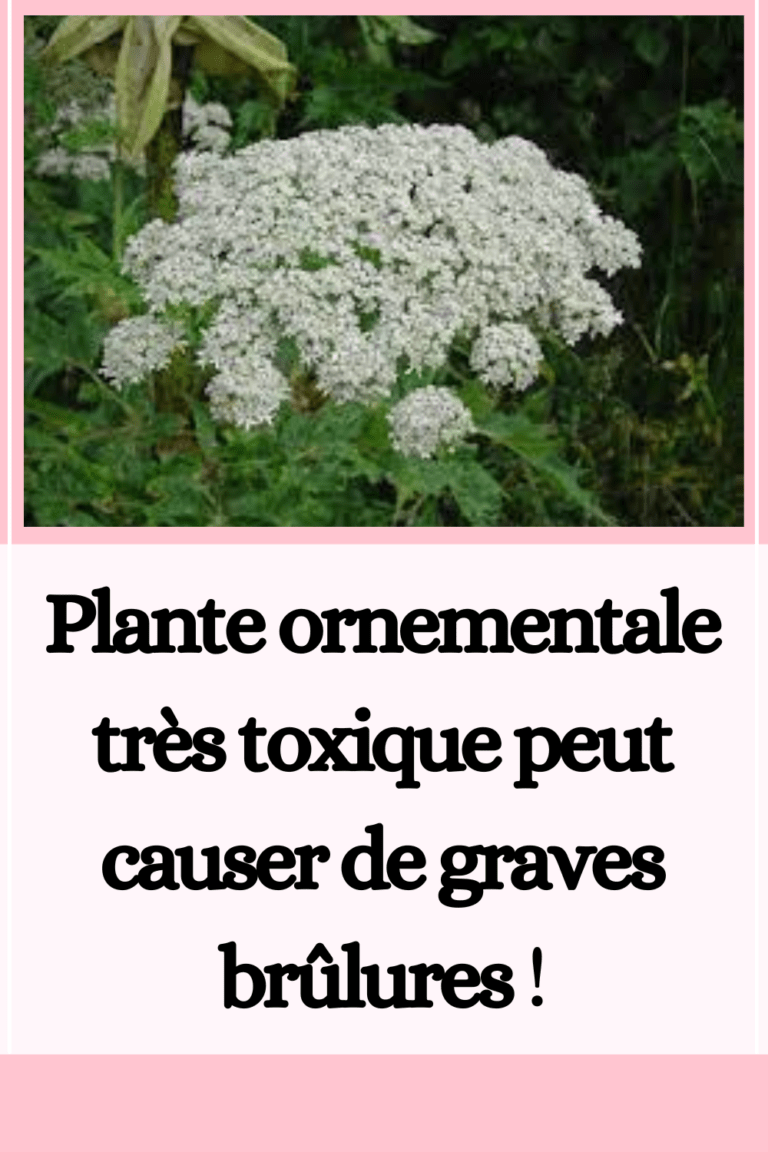 Causer Plante ornementale très toxique peut causer de graves brûlures