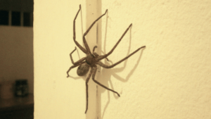 araignées dans votre maison
