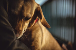 Comment savoir si mon chien a peur Les signes à reconnaître
