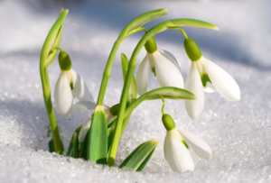 un jardin fleuri cet hiver