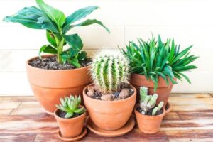 de petites plantes pour tous vos espaces