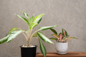 9 plantes toxiques pour les enfants et les animaux
