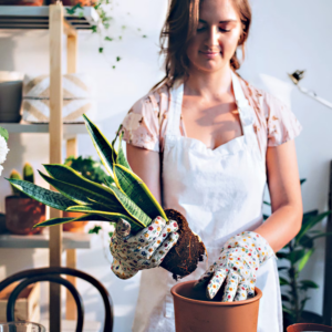Comment rempoter une plante de façon efficace