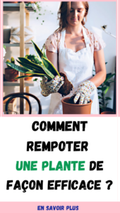 Comment rempoter une plante de façon efficace