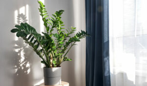 Créez un Jardin Intérieur