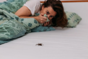 Araignées dans la maison