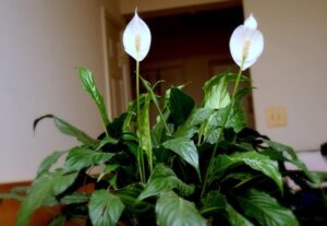 Les plantes d'intérieur les plus adaptées aux pièces sombres