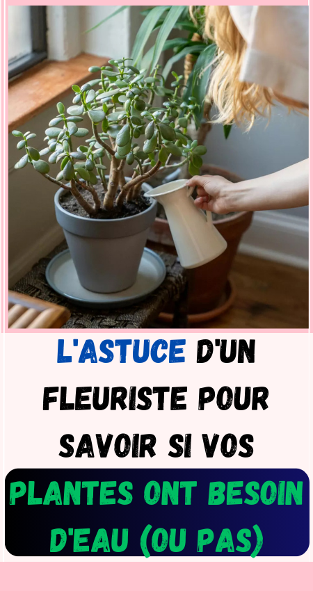 vos plantes ont besoin d'eau