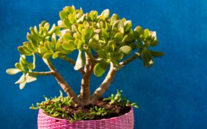 faire fleurir l’arbre de Jade