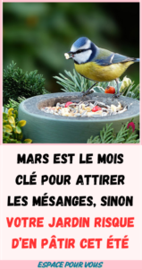 Mars est le mois clé pour attirer les mésanges